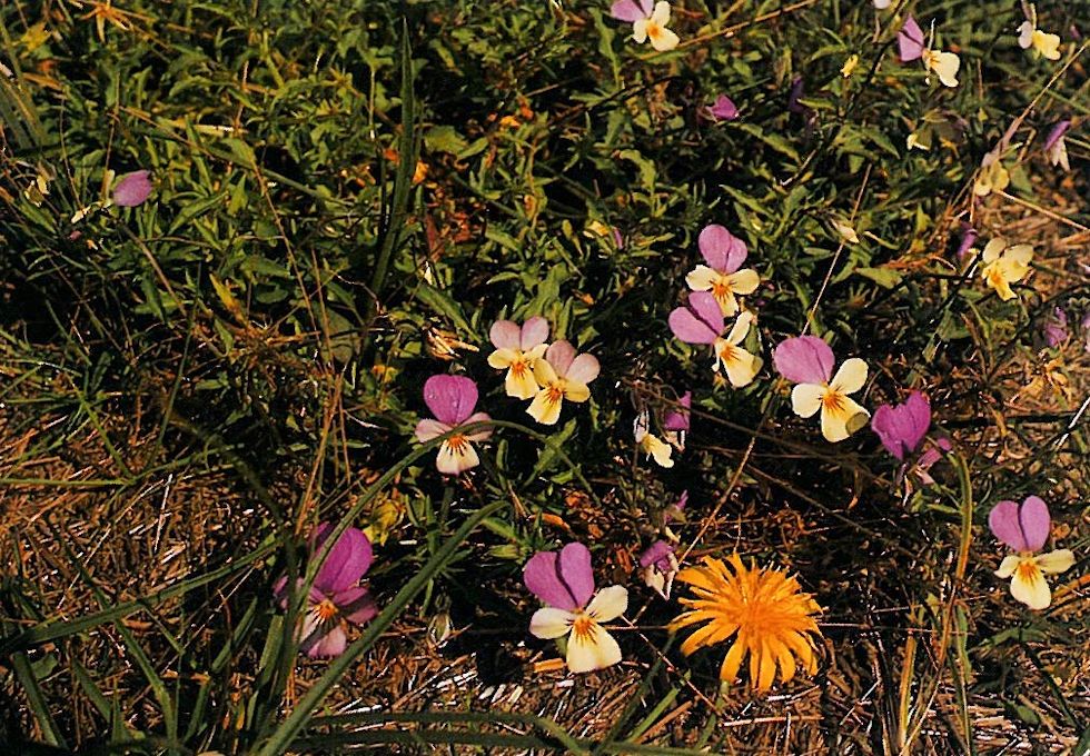 Dünenveilchen Dünenveilchen