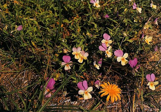 Dünenveilchen Dünenveilchen