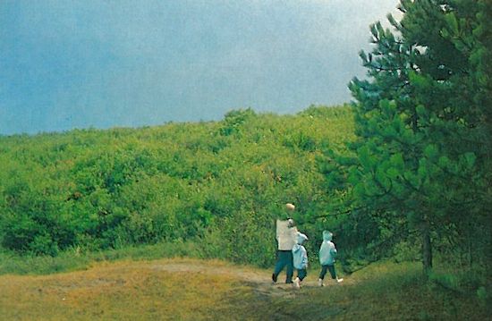 Schutzgehölz aus Birke (Betula pubescens) und Aspe (Populus tremula) Schutzgehölz aus Birke (Betula pubescens) und Aspe (Populus tremula)