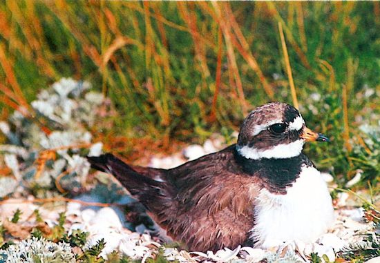 Der Sandregenpfeifer (Charadrius hiaticula) brütet.