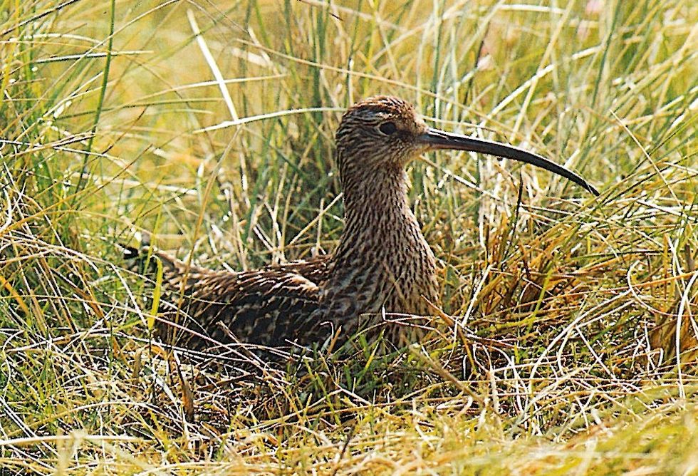 Der Große Brachvogel (Numenius arquata) beim Brutgeschäft auf der Insel Spiekeroog. Der Große Brachvogel (Numenius arquata) beim Brutgeschäft auf der Insel Spiekeroog.