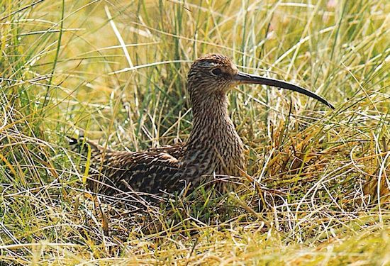 Der Große Brachvogel (Numenius arquata) beim Brutgeschäft auf der Insel Spiekeroog. Der Große Brachvogel (Numenius arquata) beim Brutgeschäft auf der Insel Spiekeroog.
