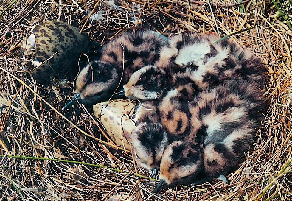 Die "Kinderstube" des Großen Brachvogels. Die "Kinderstube" des Großen Brachvogels.