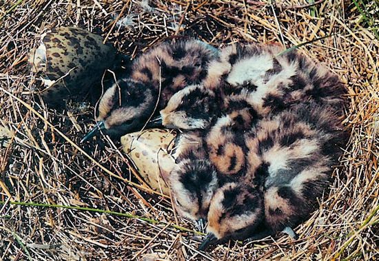 Die "Kinderstube" des Großen Brachvogels. Die "Kinderstube" des Großen Brachvogels.