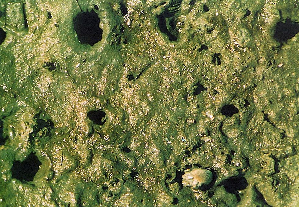 Die Sandklaffmuschel (Mya arenaria) Die Sandklaffmuschel (Mya arenaria)