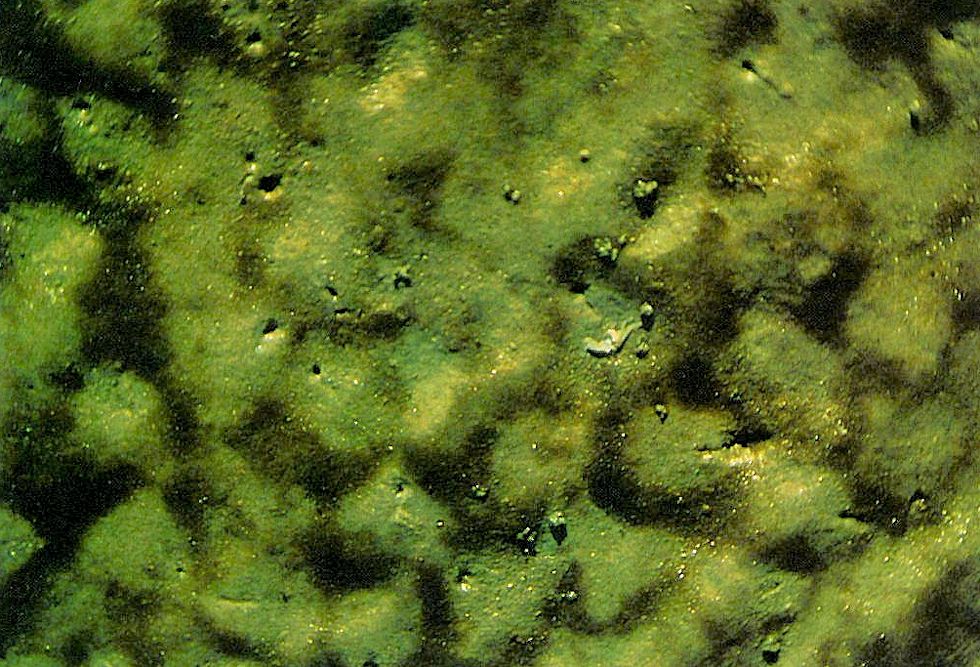 Die Herzmuschel (Cardium edule)