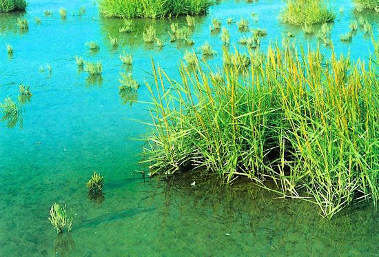 Pionierpflanzen Pionierpflanzen