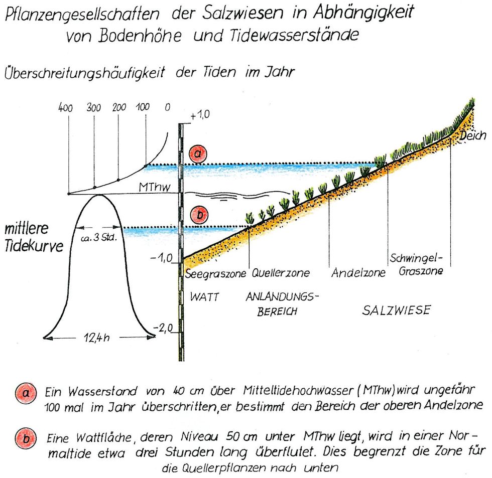 Pflanzengesellschaften
