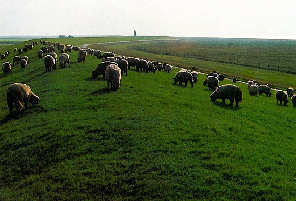 Grüner Deich mit Pflege durch Schafbeweidung Grüner Deich mit Pflege durch Schafbeweidung
