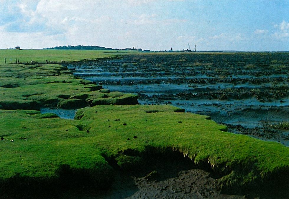 Durch Auflandung in neuen Lahnungsfeldern wird dem Abbruch des Hellers bei Neuharlingersiel Einhalt geboten.