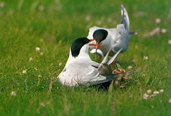 Ein Flußseeschwalbenpaar (Sterna hirundo) mit Küken bei der Futterübergabe.