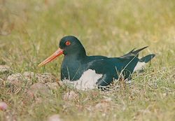 Ein brütender Austernfischer (Haematopus ostralegus), dessen rote Beine hier unsichtbar sind.