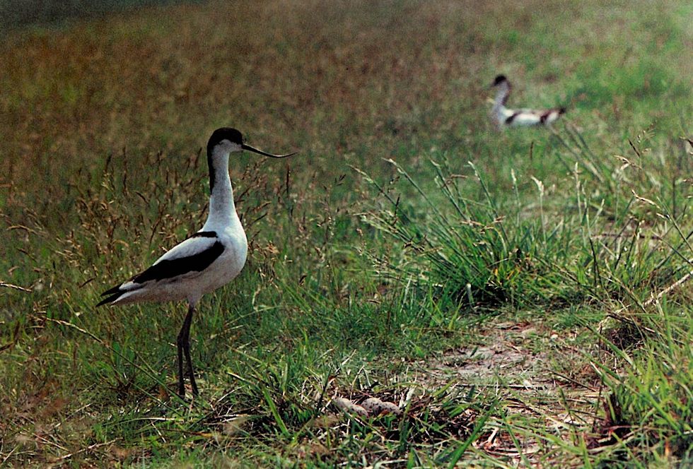 Ein Säbelschnäbler