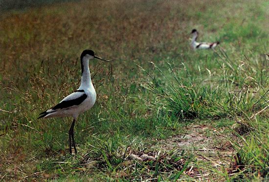 Ein Säbelschnäbler Ein Säbelschnäbler