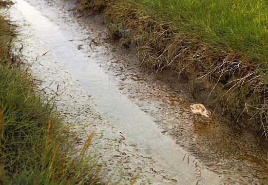 Ein Säbelschnäblerküken Ein Säbelschnäblerküken