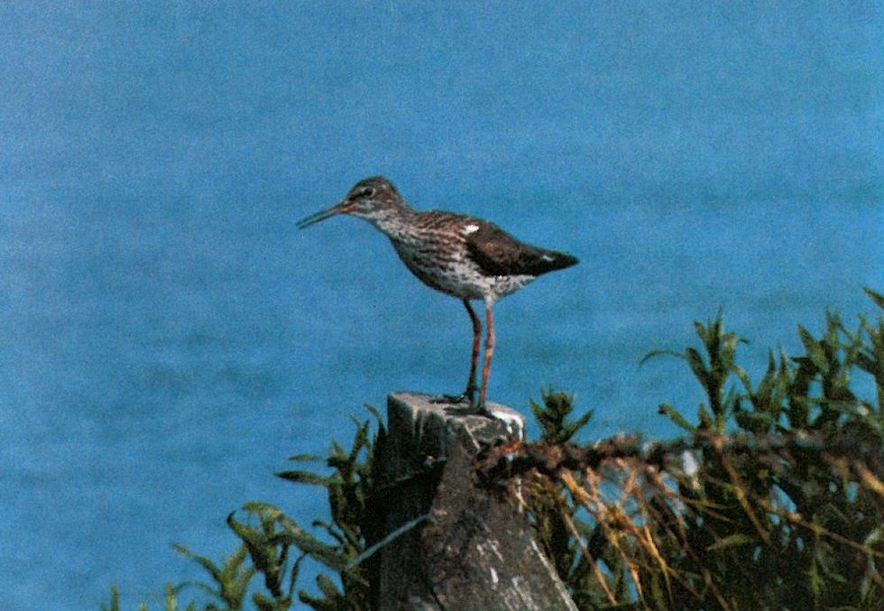 Der Rotschenkel Der Rotschenkel
