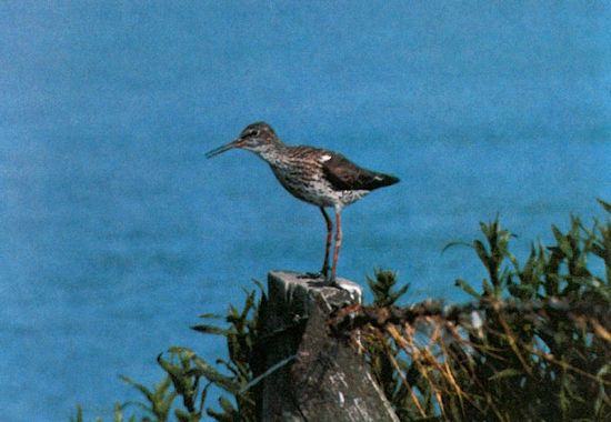 Der Rotschenkel Der Rotschenkel