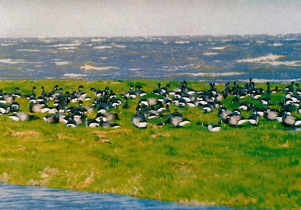 Bis zu 6.600 Ringelgänse (Branta bernicla) äsen inzwischen in den Frühjahrsmonaten auf den Salzwiesen der Leybucht. 
