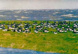 Bis zu 6.600 Ringelgänse (Branta bernicla) äsen inzwischen in den Frühjahrsmonaten auf den Salzwiesen der Leybucht. 
