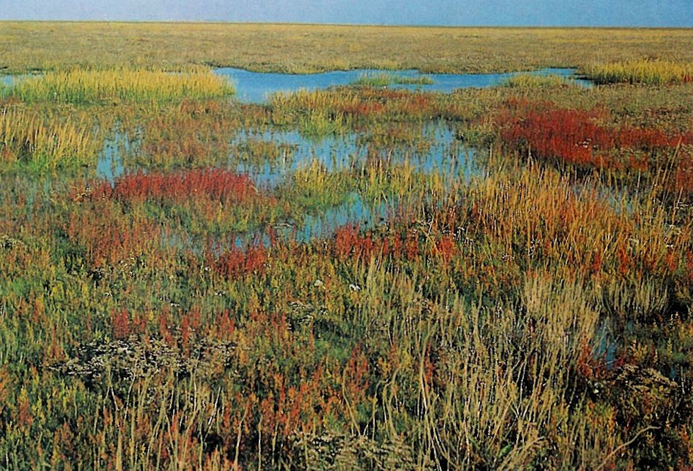 artenreiche Salzwiese