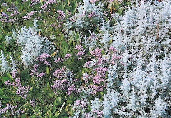 Der helle Meerstrand-Beifuß