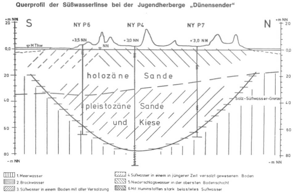 Süsswasserlinse Süsswasserlinse