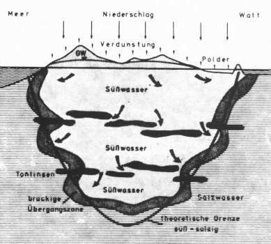Süßwasserlinse