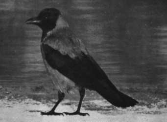 Vögel als Wintergäste