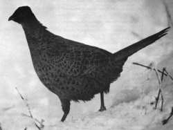 Vögel als Wintergäste